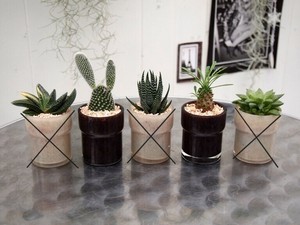 【人気の多肉植物】レアプランツグラスS　器色ブラウンのみ