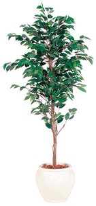 フィッカス ベンジャミナ/観葉植物・人工樹木