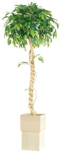 フィッカス ベンジャミナシングル/観葉植物・人工樹木
