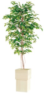 ベンジャミナ スプラッシュ/観葉植物・人工樹木