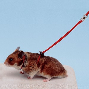 Small Animal Pet Item Hamster