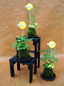 【おうちでお月見】寄せ苔玉　お月見セット