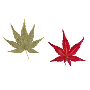 国産・乾燥紅葉（100枚入）【青/赤】
