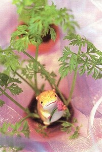ポストカード カラー写真 Seisuke「植物と小さな生き物」メッセージカード