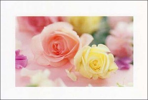 ポストカード カラー写真 「ピンクと白のバラ」メッセージカード