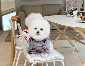 Dog Clothes Cherry Neck Frill Tops