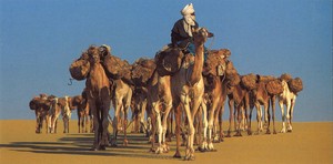 Postcard Camel Message Card
