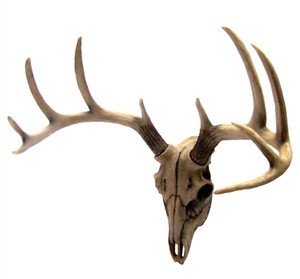 牡鹿 スカル 雄鹿ハンティングトロフィー (トナカイ・アンテロ－ブ) 頭骨 枝角 彫刻 彫像(輸入品)