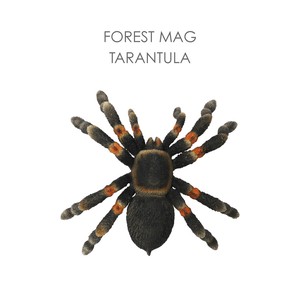 森の仲間たちの造形マグネット【FOREST MAG TARANTULA】フォレストマグ　タランチュラ
