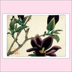 Post Card Magnolia Shibata 8