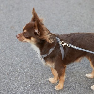 Leather Harness Closs