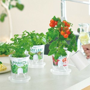 FreshFeel フレッシュフィール ラディッシュ ホウレンソウ レタス ミニトマト 野菜 栽培セット GD-819