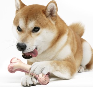 ペット用 犬用 犬のおもちゃ ゴム  発声可能  歯を磨く  骨  かじる  エミュレーション  cw175「新作」