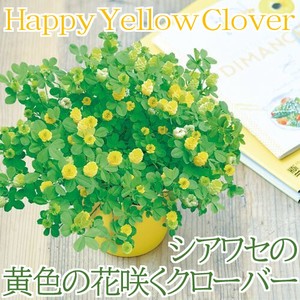 シアワセの黄色い花咲くクローバー栽培キット　GD-923　※9〜3月限定販売