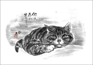 明信片 系列 猫