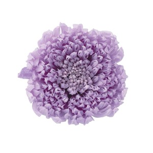 大地農園　EARTH　MATTERS　輪菊・咲花　スウィートライラック