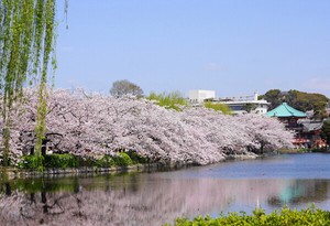 ポストカード カラー写真 日本風景シリーズ「満開の桜」観光地 名所 メッセージカード
