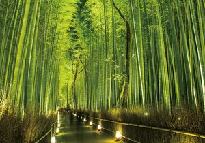 ポストカード カラー写真 日本風景シリーズ「京都 嵯峨野」観光地 名所 メッセージカード