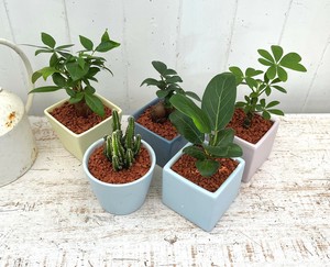 【観葉植物】小さな癒し空間！観葉インテリアカップ