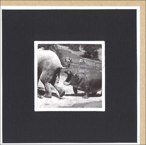 グリーティングカード 多目的/モノクロ写真 クローズリー「ゾウを追いかけるカバ」窓付き