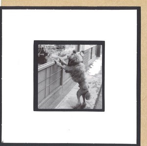 グリーティングカード 多目的/モノクロ写真 クローズリー「靴屋を眺める犬」窓付き
