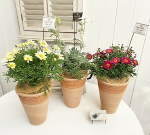 春の花スクラッチポット