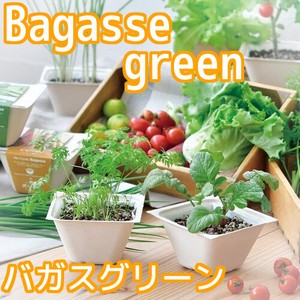 バガスグリーン　野菜栽培キット　GD-953