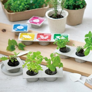 ECO pockets エコポケット ミント タイム バジル しそ 三つ葉 わさび菜 栽培セット GD-952