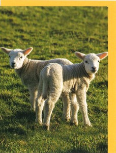 グリーティングカード イースター「2匹の子羊」 メッセージカード カラー写真