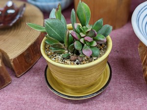 Seto ware Pot/Planter Made in Japan
