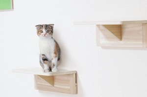 猫爬架 玩具 猫 自然