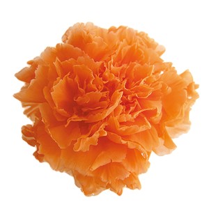 【セール品】フロールエバー スタンダードカーネーション サンセットオレンジ