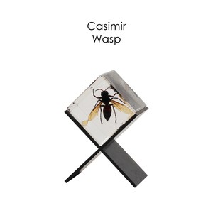 インテリアとして飾れる昆虫標本【Casimir Wasp】カシミール ワスプ/HUNT9