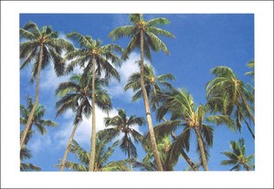 ポストカード カラー写真 「ヤシの樹」 サマーカード メッセージカード 暑中見舞い
