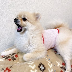 ペット用 腹巻 シルク 日本製 犬 猫 トイプードル チワワ ポメ 下痢 予防 室内着 冷え