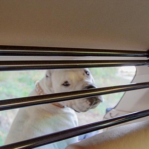 車につけるドッグガード DOG SECURITY