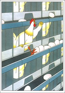 ポストカード イラスト バルタック「抗議するニワトリ」 コミカル