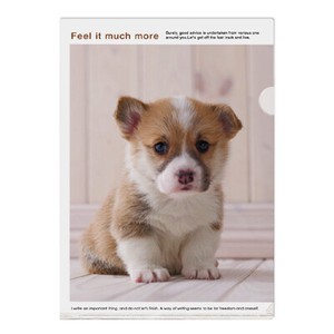 Outlet Photo A4 Single Holder Corgi Made in Japan