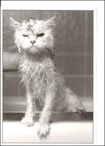 ミニグリーティングカード ひとことカード・多目的 モノクロ写真「バートのお風呂/猫」