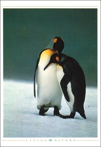 ポストカード カラー写真 「2羽のペンギン」 郵便はがき メッセージカード