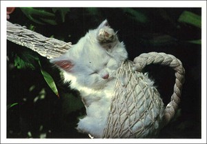 ポストカード カラー写真 「眠っている猫」 郵便はがき メッセージカード