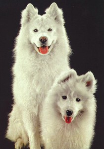 ポストカード カラー写真 「2匹の白い犬」 郵便はがき メッセージカード