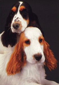 ポストカード カラー写真 「2匹の犬」 郵便はがき メッセージカード