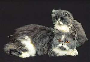 ポストカード カラー写真 「2匹の親子猫」 郵便はがき メッセージカード