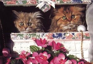ポストカード カラー写真 「覗く2匹の猫」 郵便はがき メッセージカード