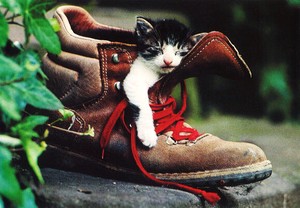 ポストカード カラー写真 「靴の中で眠る猫」 郵便はがき メッセージカード