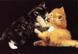 ポストカード カラー写真 「じゃれ合う2匹の子猫」 郵便はがき メッセージカード