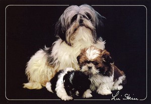 ポストカード カラー写真 「3匹の犬」 郵便はがき メッセージカード