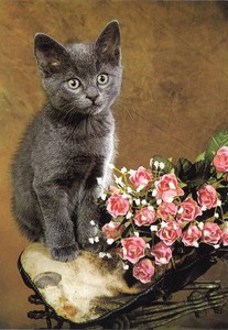 ポストカード カラー写真 「グレーの猫とバラ」 郵便はがき メッセージカード