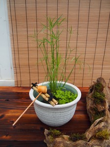 夏の涼をよぶ　つくばいL